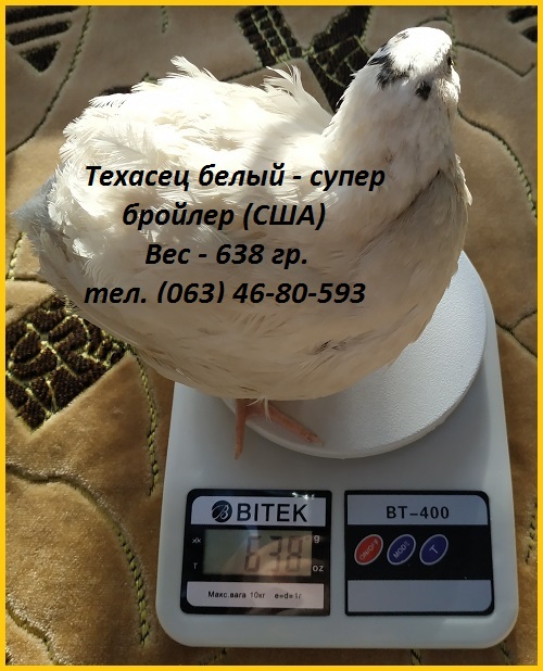 Фото 2. Инкубационные яйца супер - бройлер Белый Техасец - (США Texas)
