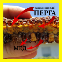 Перга, бджолиний хліб 2023 біологічна бомба потрібних людині вітамінів