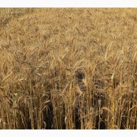 Насіння озимої пшениці Андрада
