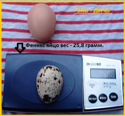 Фото 3. Яйцо инкубационное перепела Феникс Золотистый - бройлер и молодняк