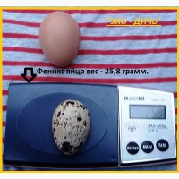Яйцо инкубационное перепела Феникс Золотистый - бройлер и молодняк