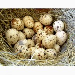 Яйцо инкубационное перепела Феникс Золотистый - бройлер и молодняк