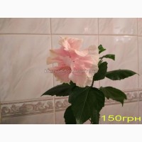 Продам гибискус комнатный красный махровый (китайская роза)