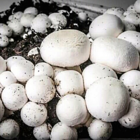 Фото 5. Набор для выращивания грибов шампиньонов