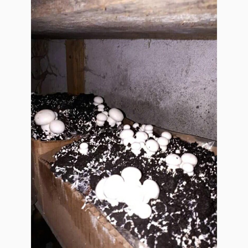 Фото 6. Набор для выращивания грибов шампиньонов