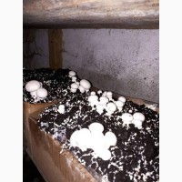 Набор для выращивания грибов шампиньонов
