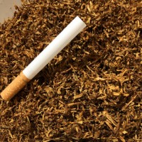 Тютюн Махорка для тих, хто хоче насолодитися насиченим смаком