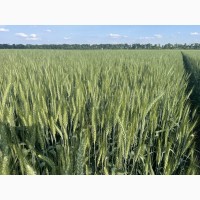 Насіння пшениці м#039;якої озимої Яліта, еліта