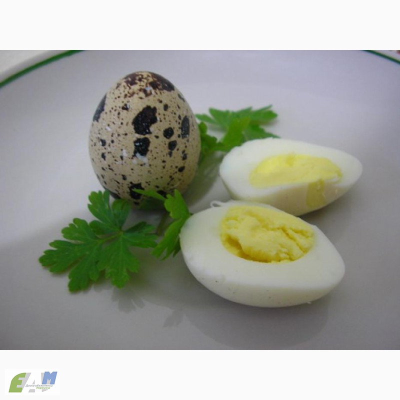 Фото 3. Перепелиные домашние яйца
