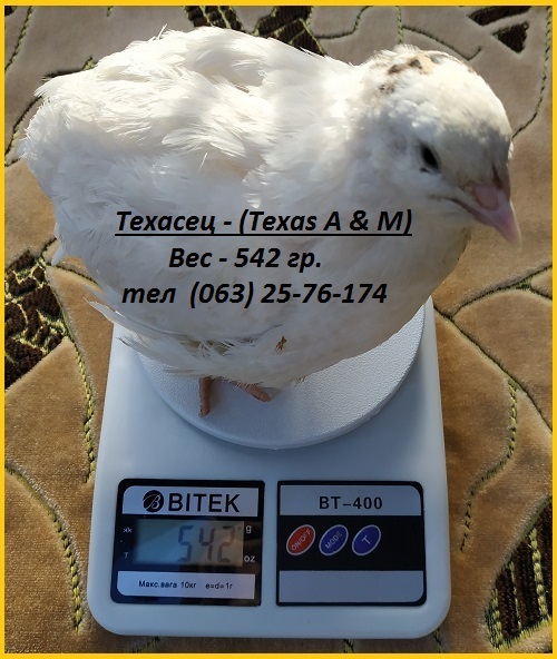 Инкубационные яйца перепела Техасец белый - бройлер (США Texas A M)