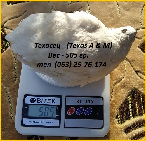Фото 2. Инкубационные яйца перепела Техасец белый - бройлер (США Texas A M)