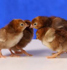 Суточные цыплята мясо-яичной породы Мастер-Грей, Ред-Бро, Испанка