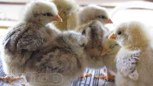 Фото 2. Суточные цыплята мясо-яичной породы Мастер-Грей, Ред-Бро, Испанка