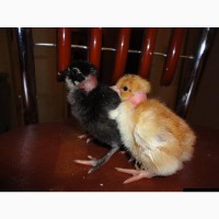 Суточные цыплята мясо-яичной породы Мастер-Грей, Ред-Бро, Испанка