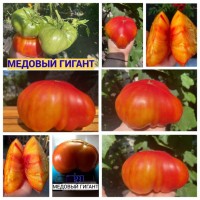 Продам насіння помідорів
