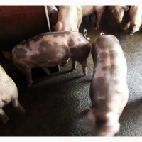 Продам відбірних свиней оптом