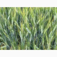 Насіння озимої пшениці Ілюзіон