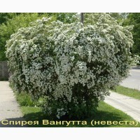 Декоративный кустарник спирея 5 сортов