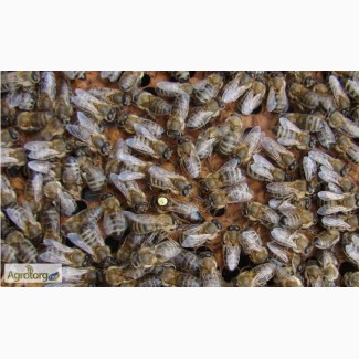 Пчелиные матки Украинской степной породы Ф1 (пчеломатки)