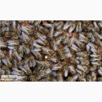 Пчелиные матки Украинской степной породы Ф1 (пчеломатки)