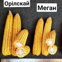 Насіння кукурудзи Євросем, Орільський (ORILSKY), Фао 320 фракція оптимум
