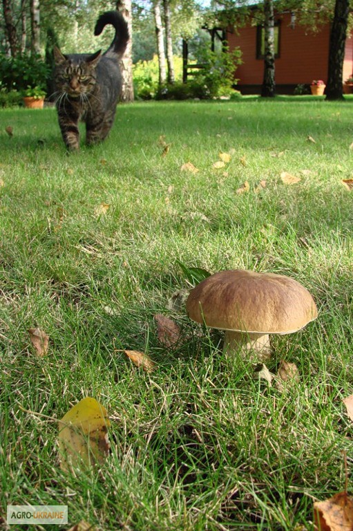 Фото 7. Споры грибов - настоящий живой зерновой мицелий белых грибов (боровик)