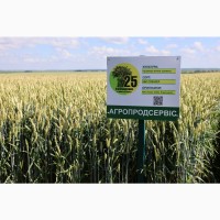 Продам насіння озимої Пшениці сорт КВС Спенсер