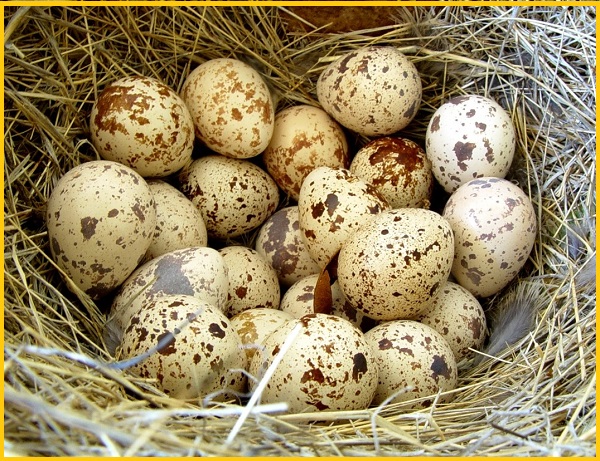 Фото 5. Яйца инкубационные перепела. АКЦИЯ