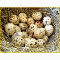 Яйца инкубационные перепела. АКЦИЯ