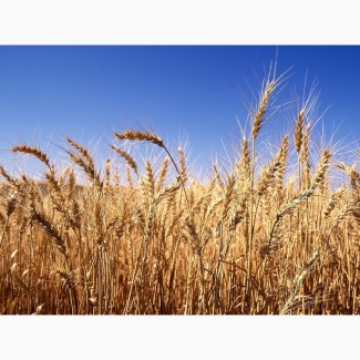 Підприємство на постійній основі закуповує за високими цінами пшеницю всіх класів