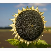 Насіння соняшника під гранстар гібрид Неймар