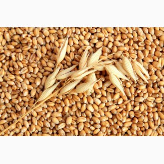 На постійній основі закуповуємо пшеницю (не кондицію, биту, заражену сажкою, з запахом)