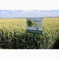 Продам насіння озимої Пшениці сорт Мачболл