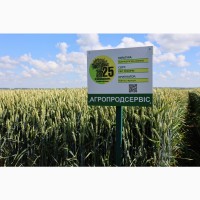Продам насіння озимої Пшениці сорт РЖТ Реформ