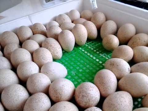 Фото 2. Инкубационное яйцо индюков БИГ-6. Доставка по Украине