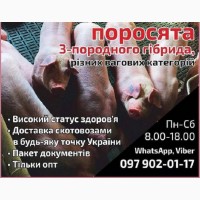 Продаж опт поросята датська генетика