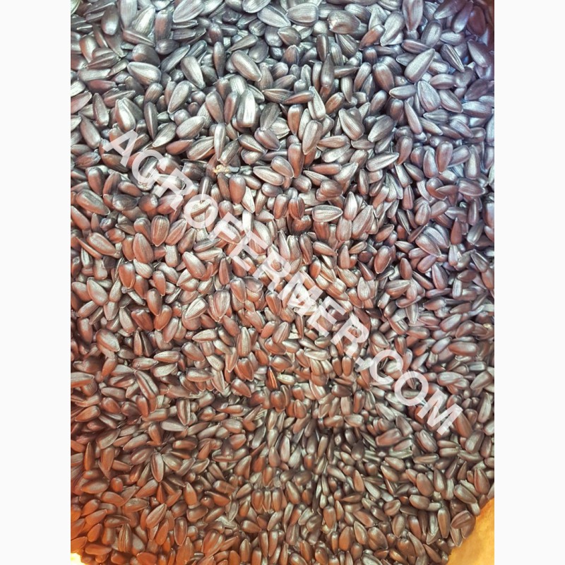 Фото 6. Семена масличного подсолнечника NELSON F - 699 Канадский трансгенный гибрид