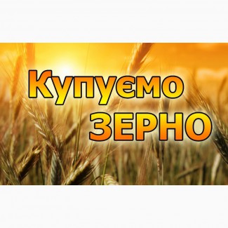 Компанія купує пшеницю 3-6 клас з місця по Волинській області