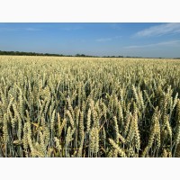 Насіння озимої пшениці Чеської селекції Батерфляй