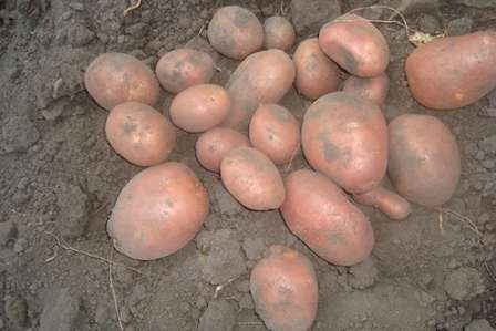 Фото 2. Продаем семенной картофель Беллароса I репродукции. Отправка по всей Украине