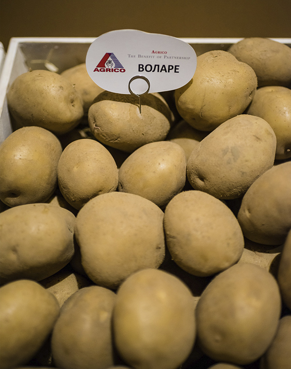 Фото 3. Продаем семенной картофель Беллароса I репродукции. Отправка по всей Украине