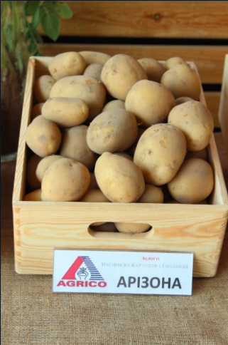 Фото 4. Продаем семенной картофель Беллароса I репродукции. Отправка по всей Украине