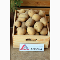 Продаем семенной картофель Беллароса I репродукции. Отправка по всей Украине