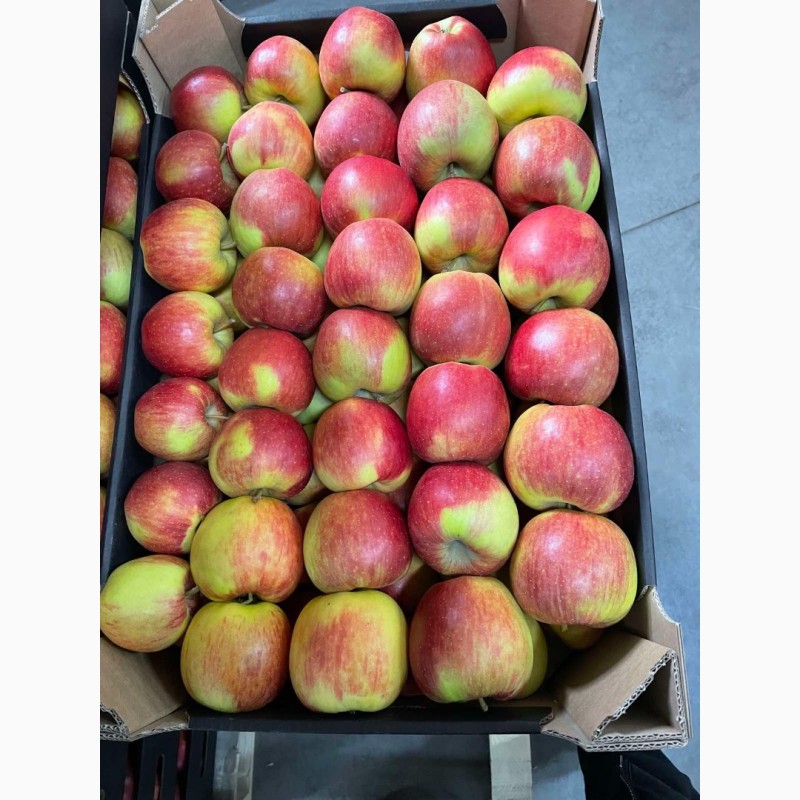 Фото 6. Продам яблоки несколько сортов с хранилищя. От производителя