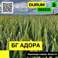 Насіння пшениці BG Adora (озима / безоста) - Biogranum D.O.O., (Сербія)