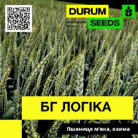 Насіння пшениці BG Logika (озима / безоста) - Biogranum D.O.O., (Сербія)