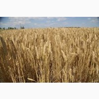 Семена озимой пшеницы ГОЛУБКА ОДЕССКАЯ