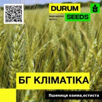 Насіння пшениці BG Klimatika (озима / остиста) - Biogranum D.O.O., (Сербія)