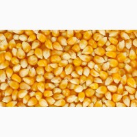Велика компанія на вигідних умовах закуповує кукурудзу за високими цінами