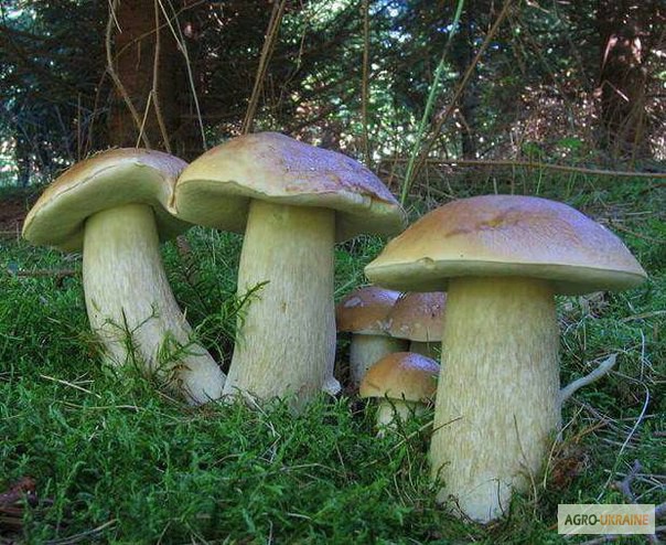Фото 16. Мицелий белых грибов зерновой первичный с гарантией всхожести